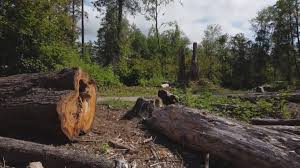 Best Lot and Land Clearing  in Goldens Bridge, NY