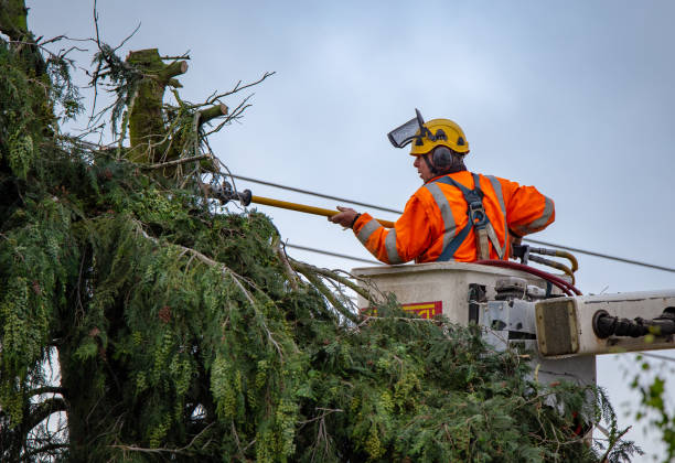 How Our Tree Care Process Works  in  Goldens Bridge, NY