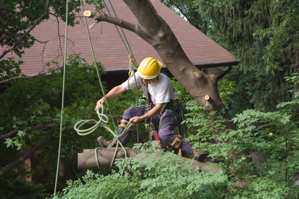 How Our Tree Care Process Works  in  Goldens Bridge, NY